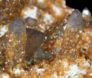 Smoky Quartz Cluster Encrusted With Garnets - Wow! #51036-5